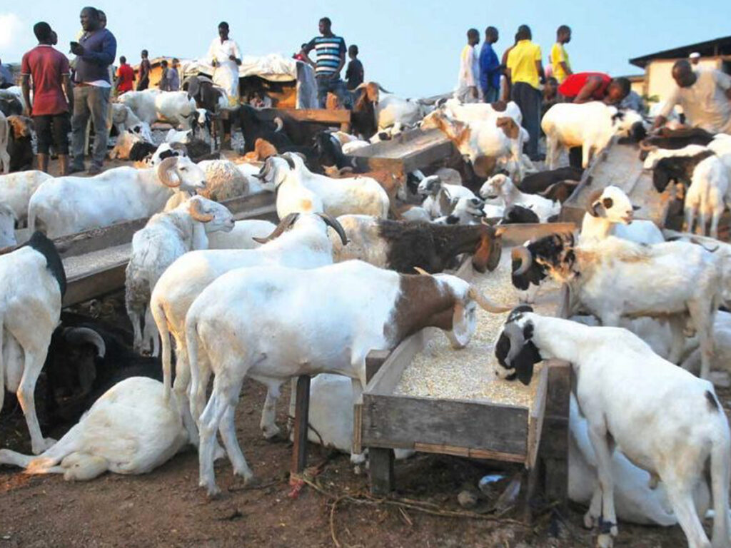 Sallah celerations